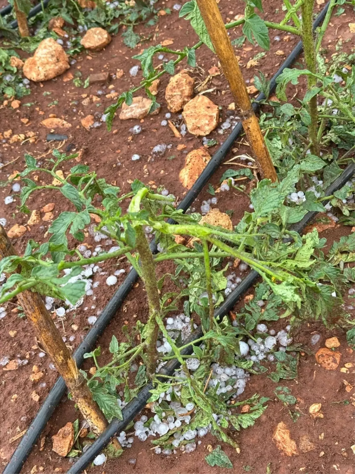 Mersin’de Dolu Tarım Ürünlerini Vurdu