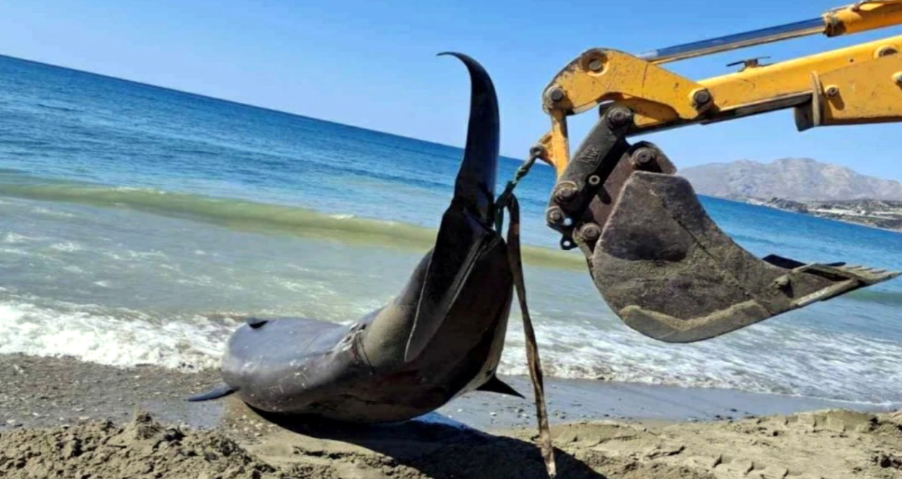 akdenizde dev balinalar turistik adanin kiyilarina vurdu IEj2Gd5z