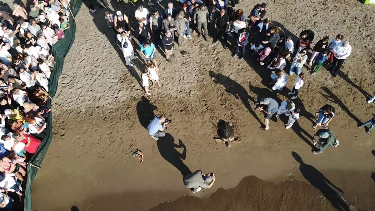 deniz kaplumbagalari dogaya kavustu kumMELNv.jpg