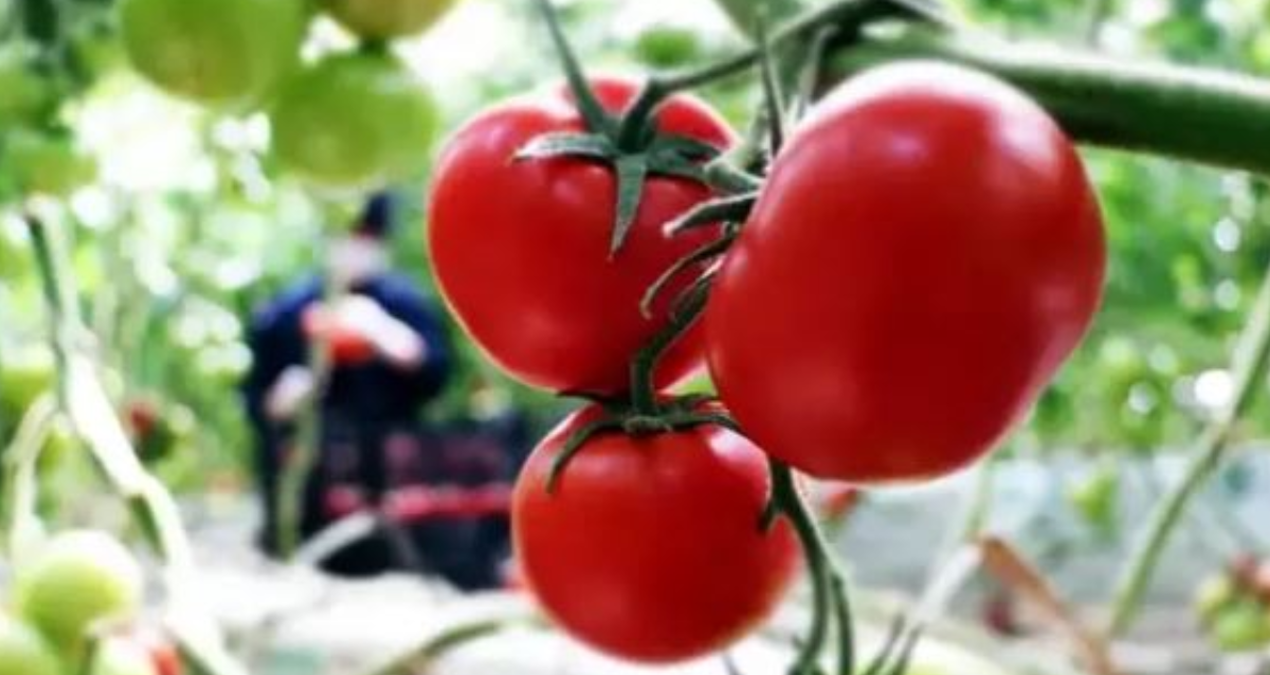 tarlada 6 lira olan domates sofrada 40 lira sXe3DlHq